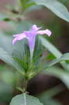 Carolina wild petunia